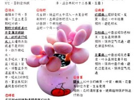大学宿舍养多肉的注意事项：选盆配土与光照管理要点