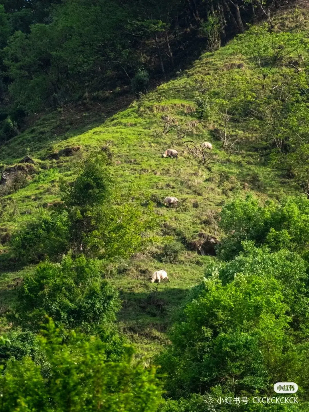 均温21℃！成都高铁直达的山水奇绝小城，最美村落塞外古城，地道风味吃到撑！__均温21℃！成都高铁直达的山水奇绝小城，最美村落塞外古城，地道风味吃到撑！