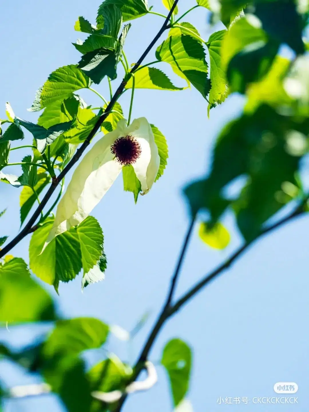_均温21℃！成都高铁直达的山水奇绝小城，最美村落塞外古城，地道风味吃到撑！_均温21℃！成都高铁直达的山水奇绝小城，最美村落塞外古城，地道风味吃到撑！