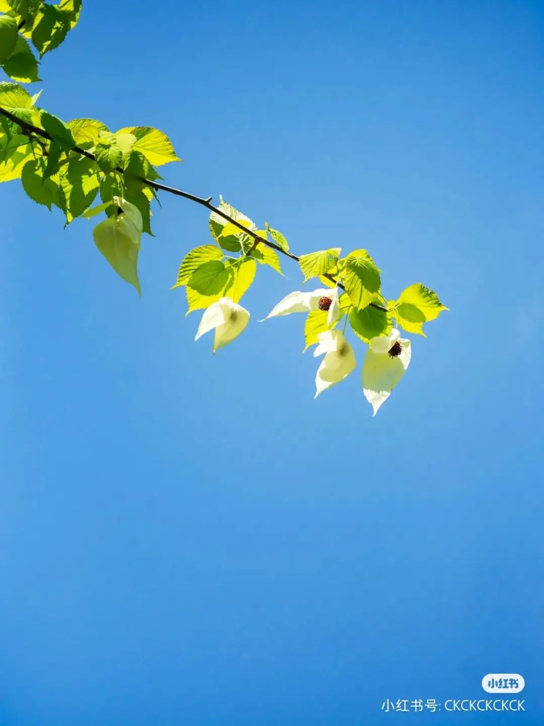 _均温21℃！成都高铁直达的山水奇绝小城，最美村落塞外古城，地道风味吃到撑！_均温21℃！成都高铁直达的山水奇绝小城，最美村落塞外古城，地道风味吃到撑！